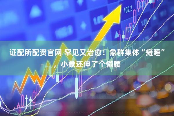 证配所配资官网 罕见又治愈！象群集体“瘫睡”，小象还伸了个懒腰